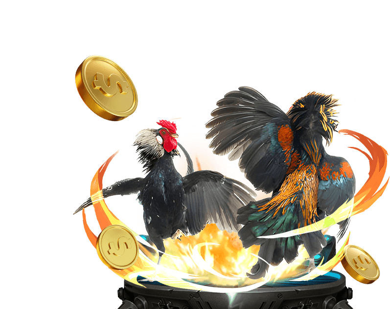 Hai con gà chọi đang giao chiến trong một trận đá gà cựa sắt, thể hiện sự dũng mãnh.