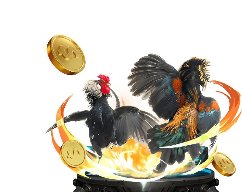 Hai con gà chọi đang giao chiến trong một trận đá gà cựa sắt, thể hiện sự dũng mãnh.