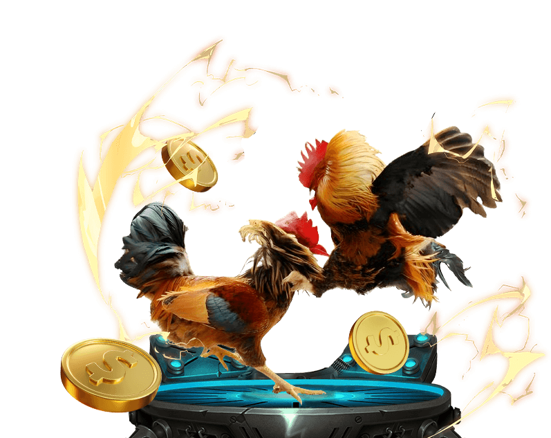 Hình ảnh một trận đá gà cựa dao kịch tính với hai chiến kê đang đối đầu.